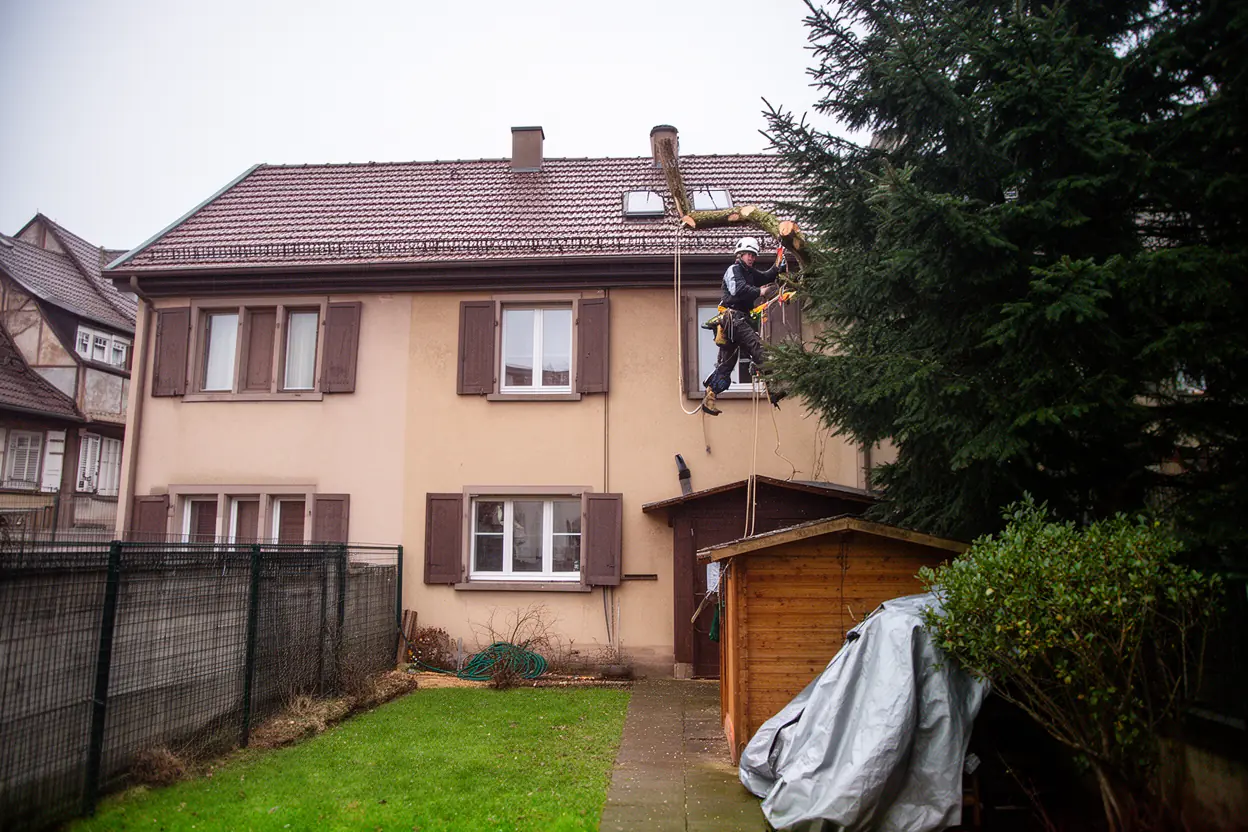 Élagueur démontant un arbre dangereux à Colmar