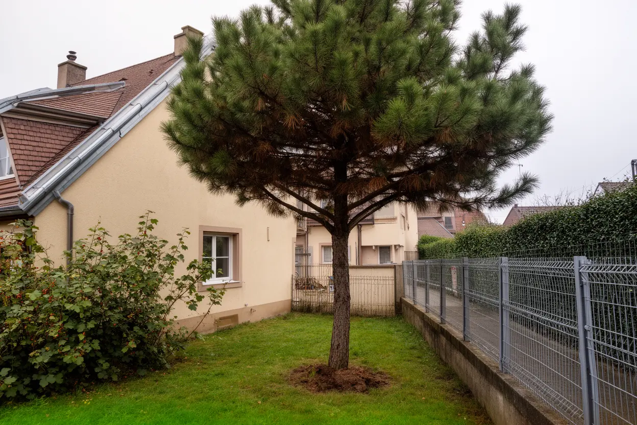 Pin dépérissant avant abattage contrôlé à Wintzenheim