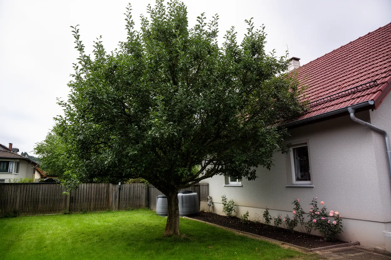 Feuillu touchant une toiture à Wintzenheim