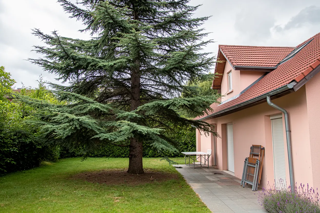 Cèdre de Wintzenheim après réduction des branches