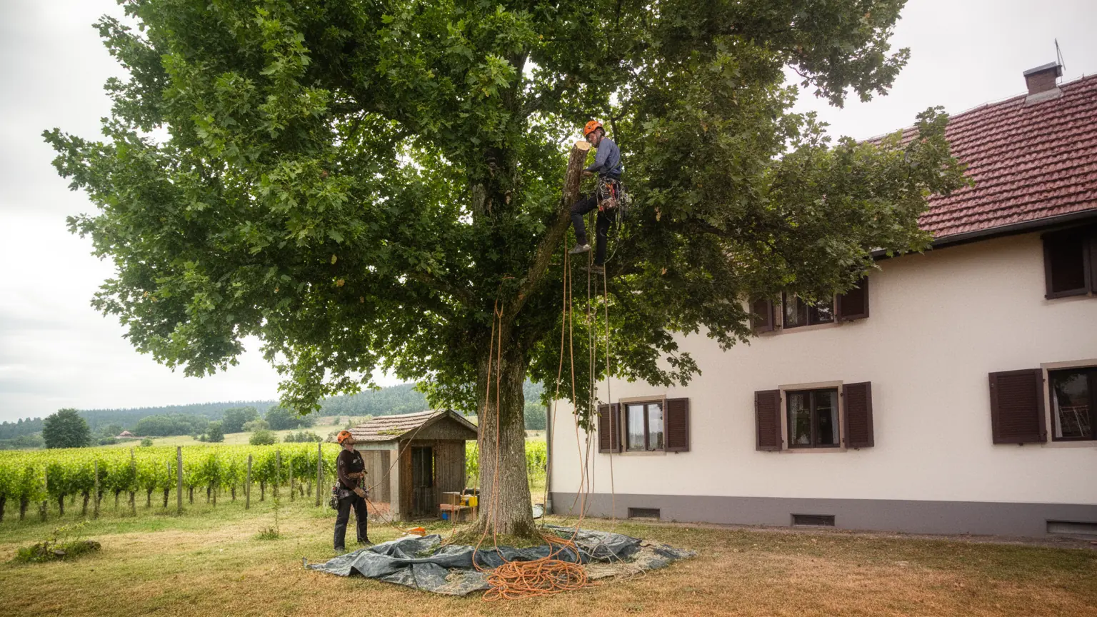 Élagueur professionnel à Ingersheim et alentours