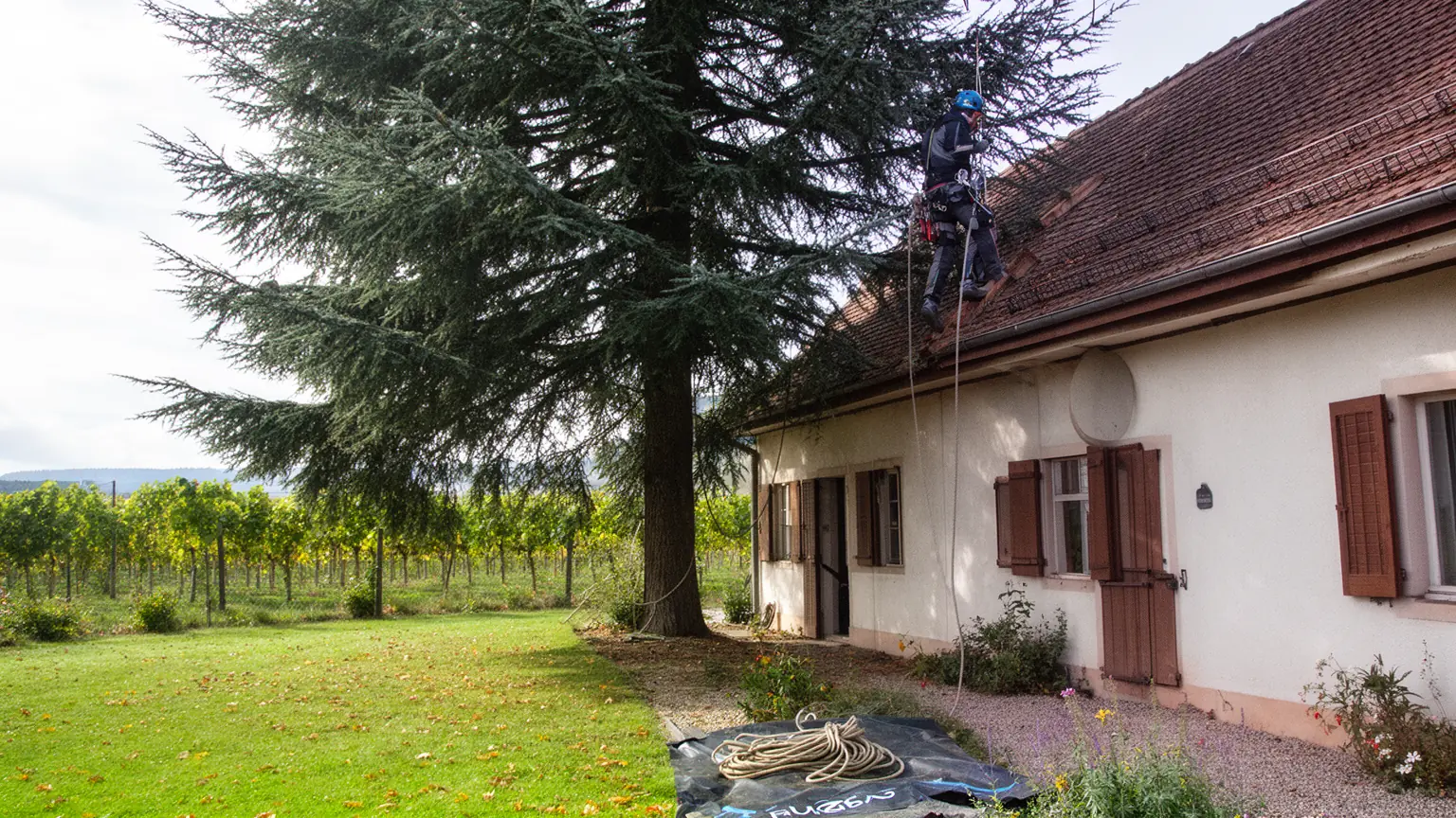 Élagueur professionnel à Wintzenheim et alentours